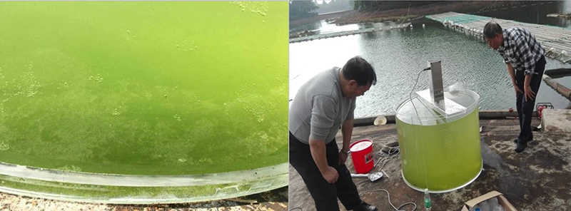 大沙河水庫現(xiàn)場(chǎng)實(shí)驗(yàn)(經(jīng)過超聲處理后水質(zhì)逐漸清澈)